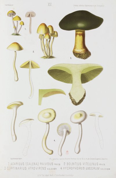 Four types of mushroom, c 1874 by John Pardon