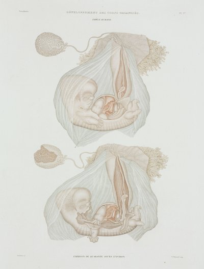 Human Foetus at 40 Days, c 1847-1859 by John Pardon