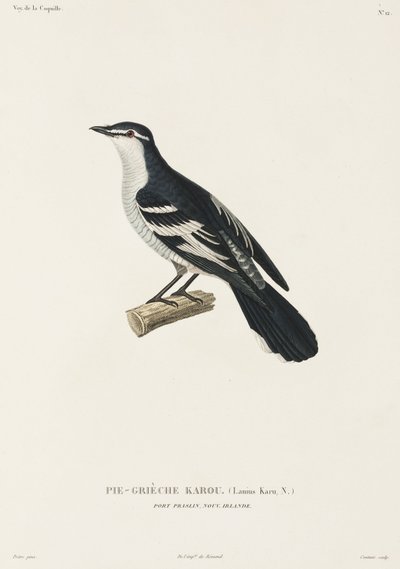 Karou Shrike, Port Praslin, New Ireland by John Pardon