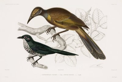 Two types of bird by John Pardon
