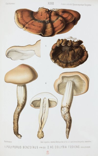 Two types of mushroom, c 1874 by John Pardon