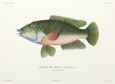 Type of Wrasse, Tahiti by John Pardon