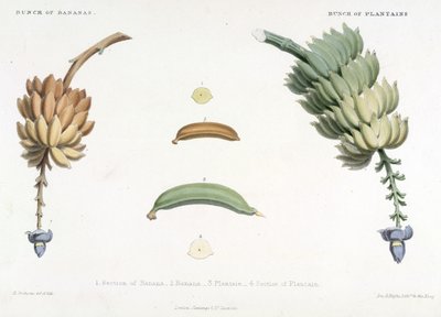 Bunch of Bananas and Plantains, illustration from 