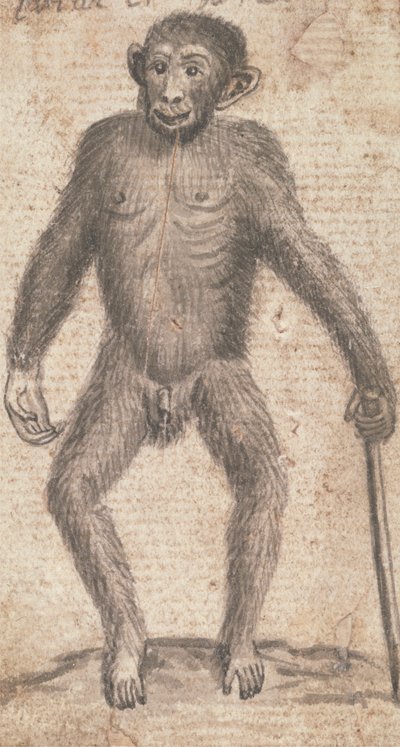 Monkeys (One of Three on One Mount) by Richard Brookes