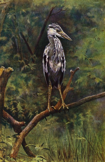 A Young Heron by Richard and Cherry Kearton