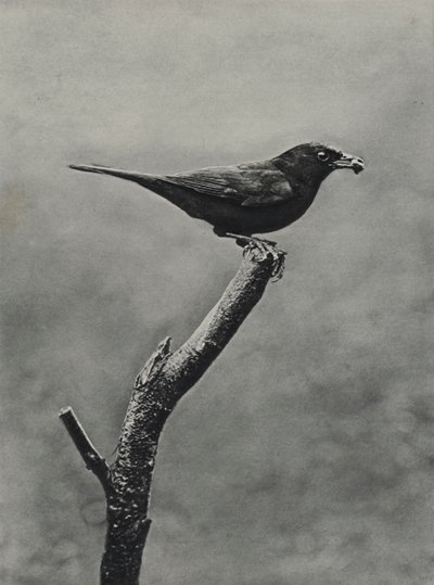 Male Blackbird with Food for Young by Richard and Cherry Kearton