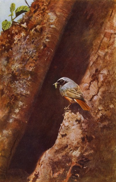 Male Redstart by Richard and Cherry Kearton