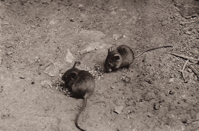 Mice at supper by Richard and Cherry Kearton