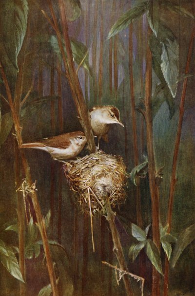 Reed warblers by Richard and Cherry Kearton