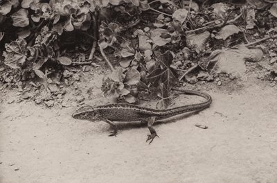 Sand lizard by Richard and Cherry Kearton