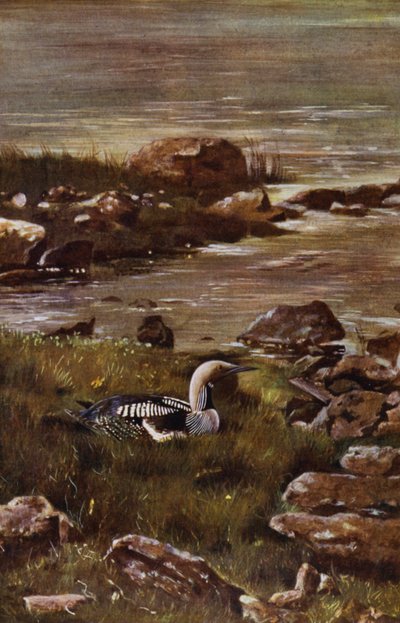 The Black-throated Diver by Richard and Cherry Kearton