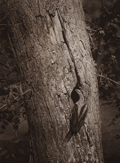 Wryneck at Nesting-hole by Richard and Cherry Kearton