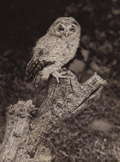 Young brown owl by Richard and Cherry Kearton