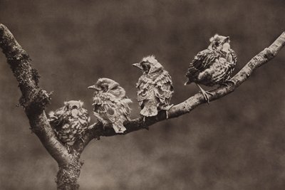Young missel thrushes by Richard and Cherry Kearton