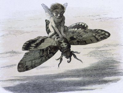 An elf riding a butterfly. Illustration by Richard Doyle from 