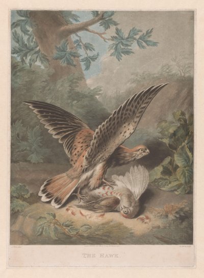 Hawk Guarding Its Prey by Richard Earlom