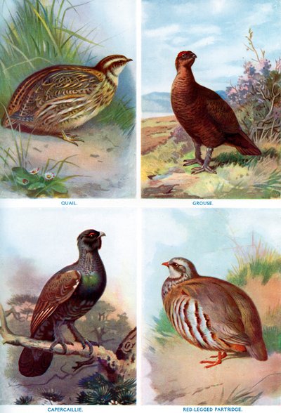 Game birds from Harmsworth Natural History, 1910-1912 by Richard Lydekker