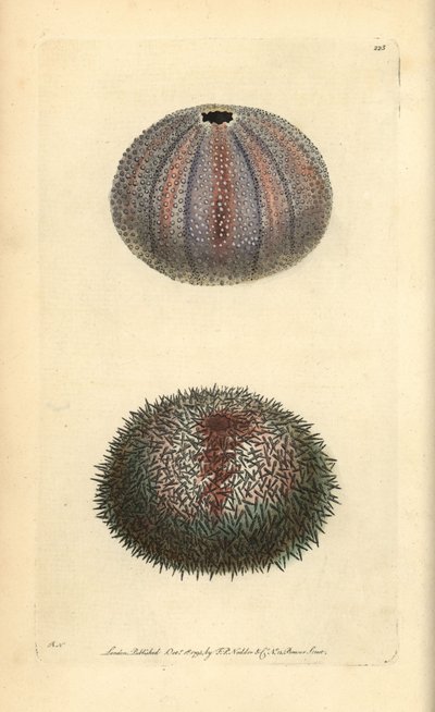 Edible sea urchin, Echinus esculentus, from George Shaw and Frederick Nodder