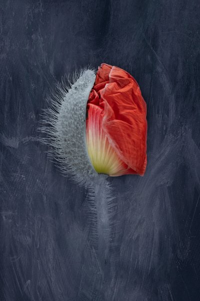 Emerging Red Poppy by Richard Urbanski
