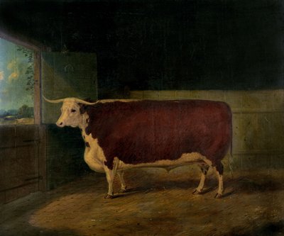 Portrait of a Prize Hereford Steer by Richard Whitford