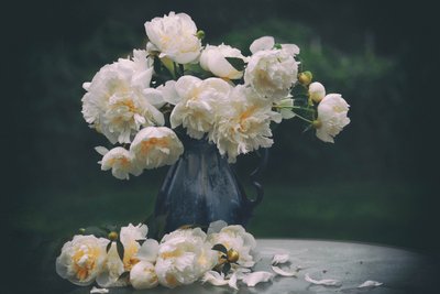 White Peonies Still Life by Rob Li