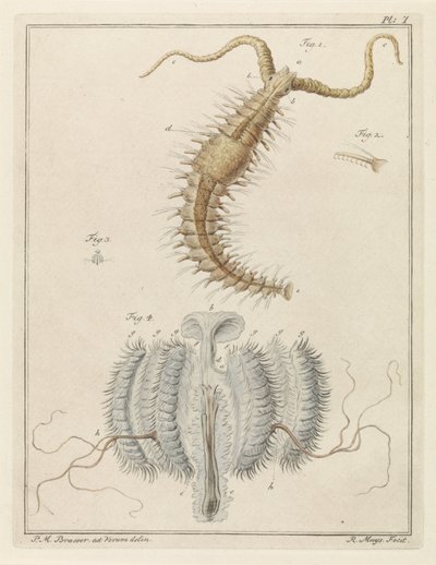 Ribbon Worm and a Comb Jelly by Robbert Muys