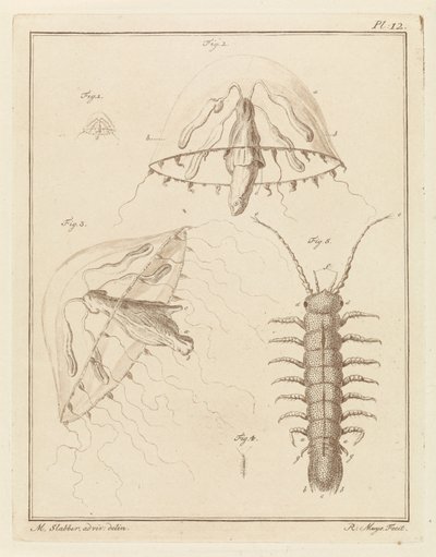 Leptomedusa and a Brackish Water Isopod by Robbert Muys