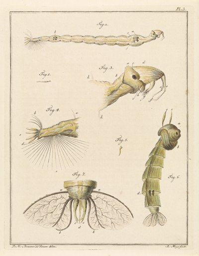 Plume Midge Larva by Robbert Muys