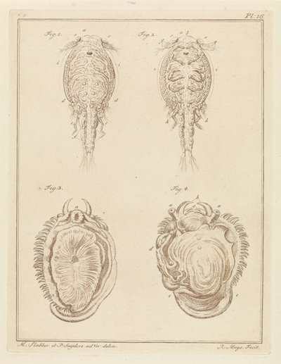 Crustacean and Mollusk by Robbert Muys