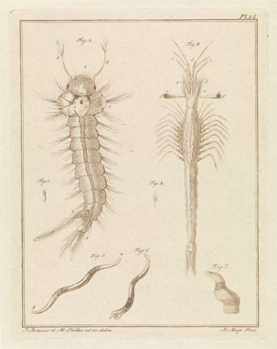 Mosquito, Slabber