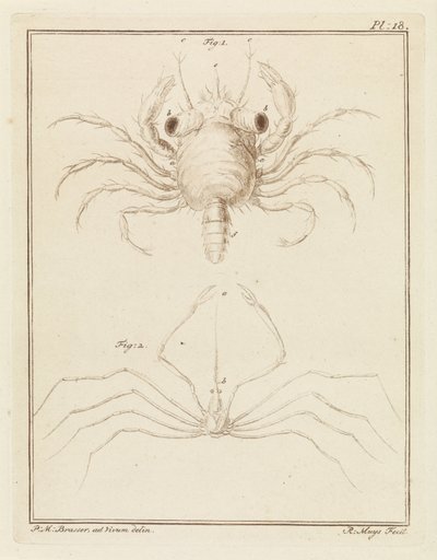 Shore Crab and a Type of Arrow Crab by Robbert Muys