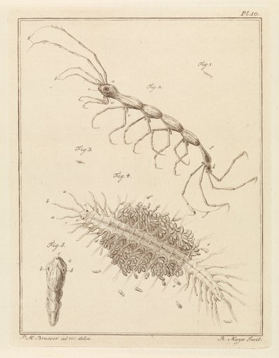 Tuberculosis Patient and a Bristle Worm by Robbert Muys
