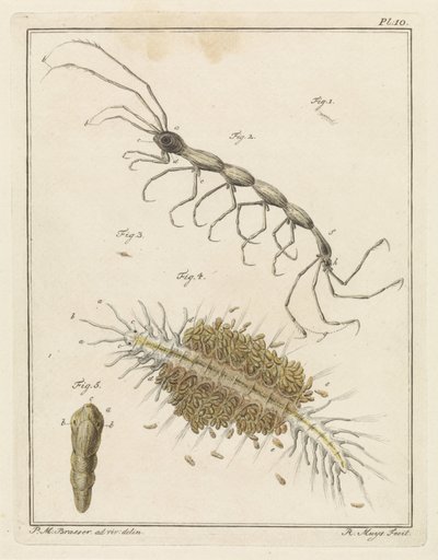 Teringlijdertje and a Bristle Worm by Robbert Muys