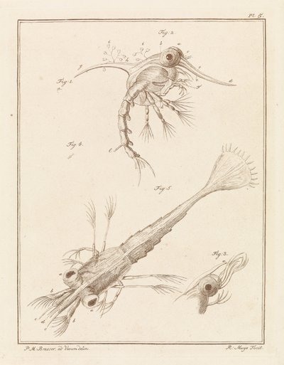 Two Developmental Stages of the Shore Crab Larva by Robbert Muys