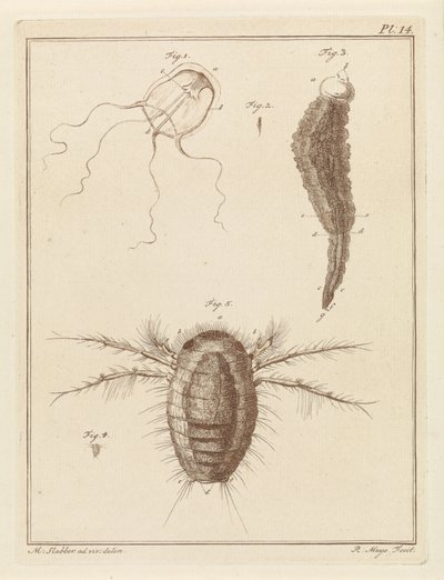 Various Sea Creatures by Robbert Muys