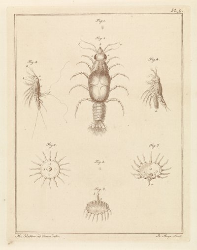 Various Sea Creatures by Robbert Muys