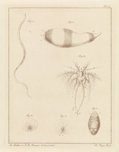 Various Sea Creatures by Robbert Muys