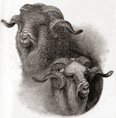 Head of Merino Ram Compared Before and After Shearing by Robert Antoine Muller