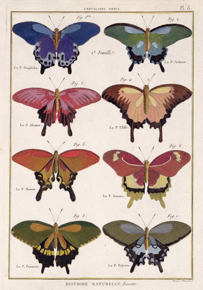 Butterflies from 