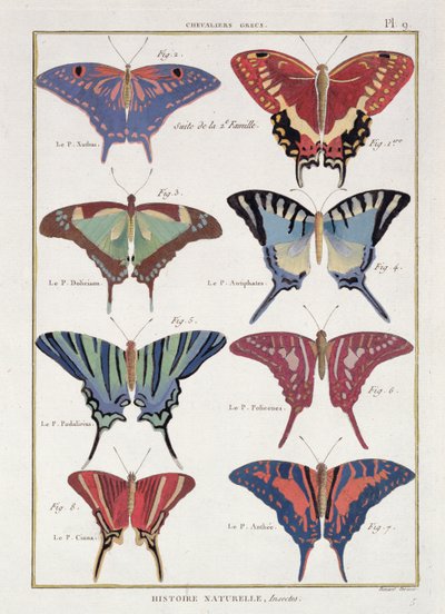 Butterflies from 