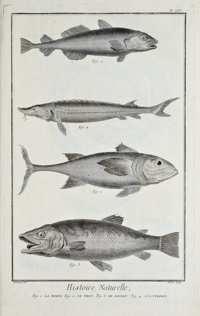 Cod, Tuna, Salmon and Sturgeon, Illustration from 