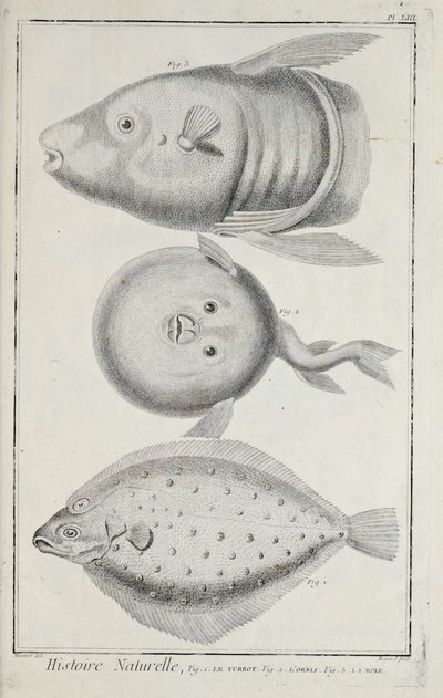 Illustration from 