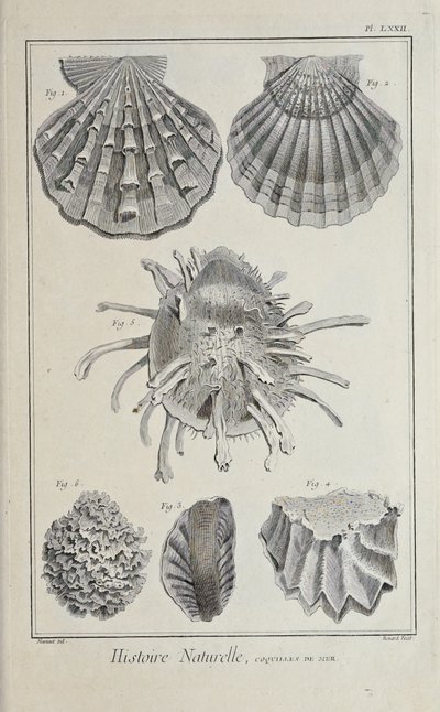 Illustration from 