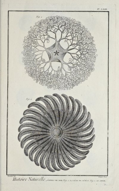 Sea stars, illustration from 