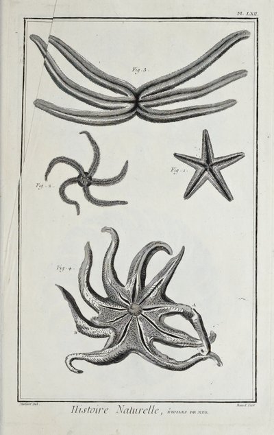 Sea stars, illustration from 