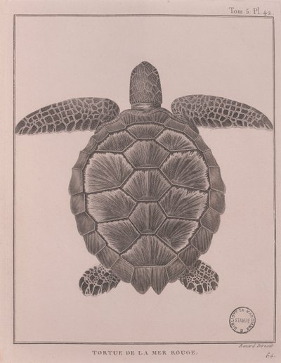 Turtle from the Red Sea by Robert Benard