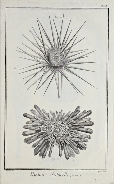 Urchins. Illustration from 