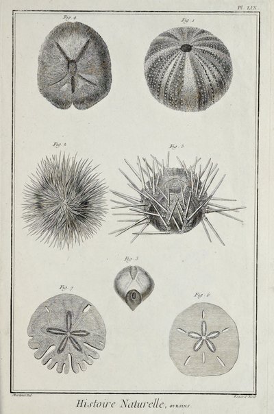 Urchins, illustration from 