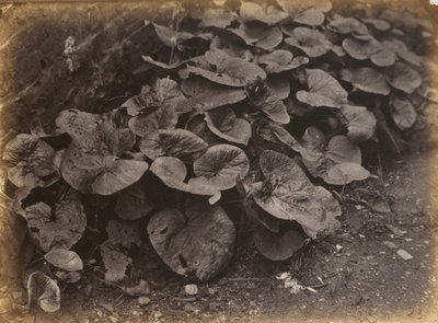 Plant Study, 1860s by Robert Burrows