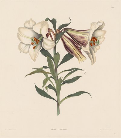 A Selection of Hexandrian Plants, belonging to the natural order of Amaryllidae and Liliacae: Japanese Lily by Robert Havell